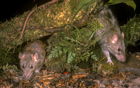 Norway rat