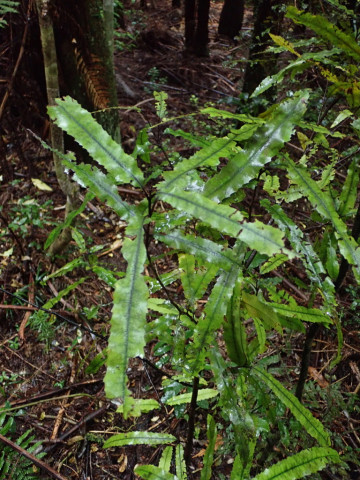 Rewarewa foliage