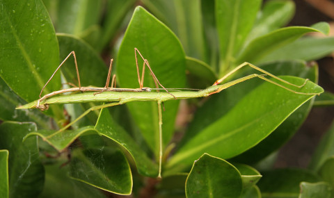Stick insect