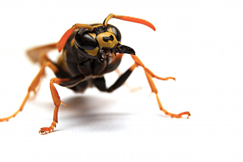 Wasp