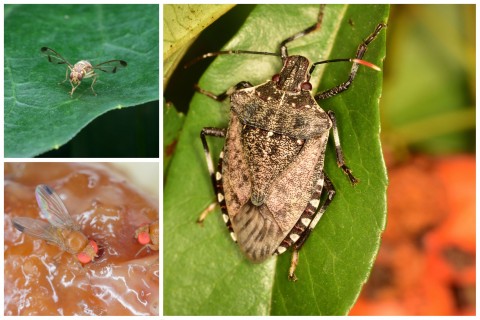 Queensland fruit fly, spotted wing, stinky buy