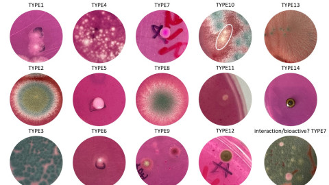 Marine-fungi as a source of antimicrobials | Genomics Aotearoa