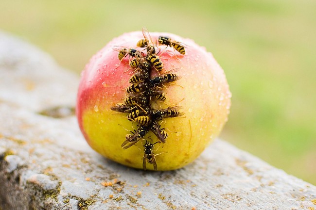 apple with wasps