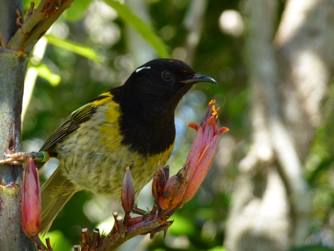 hihi