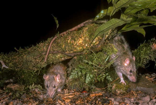 Norway rat