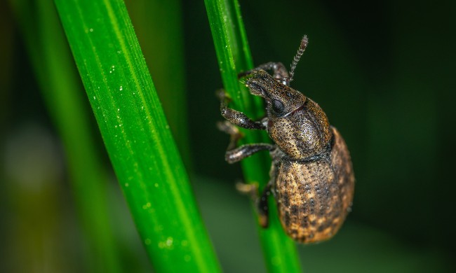 Argentine stem weevil