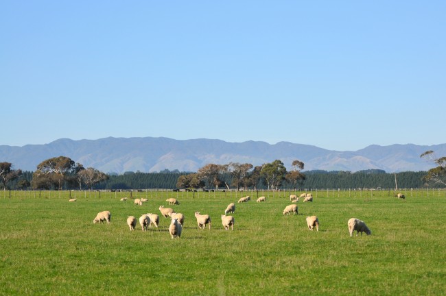 sheep field