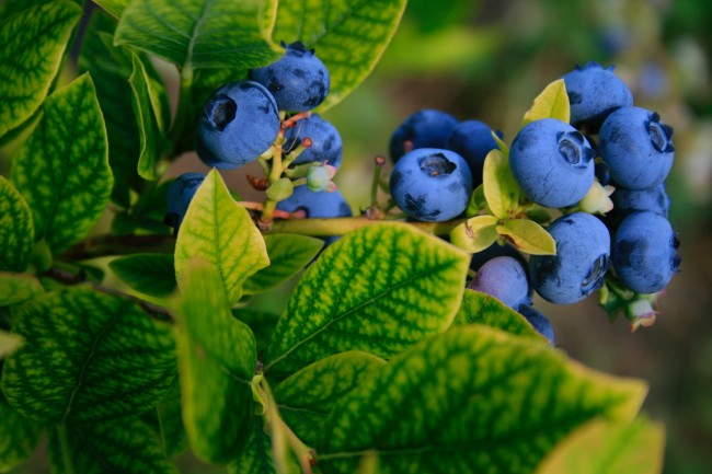 blueberries