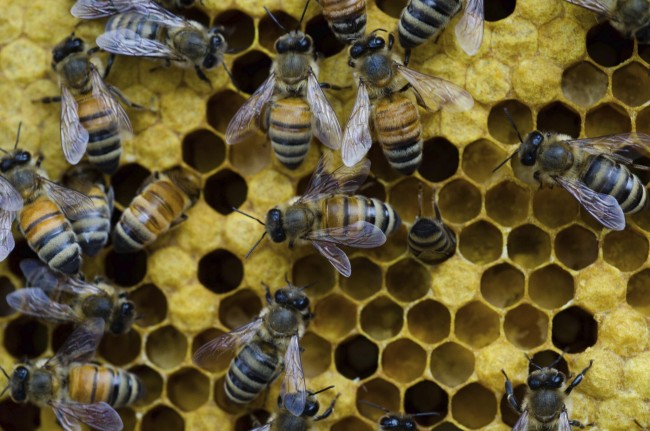 Honey bees