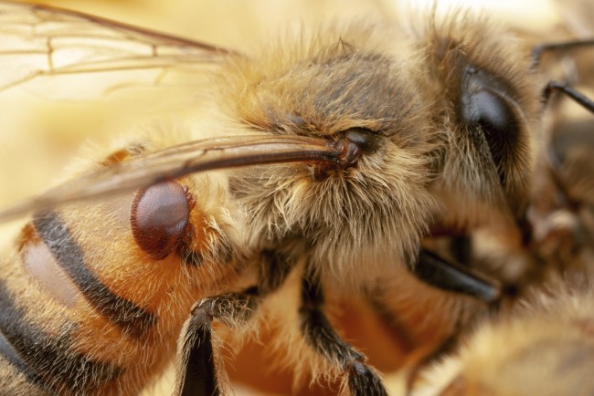 Varroa bee mite