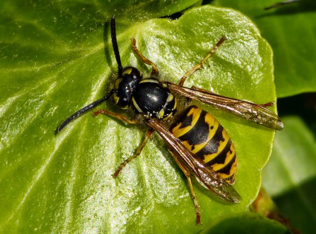 Common wasp (Vespula vulgaris)